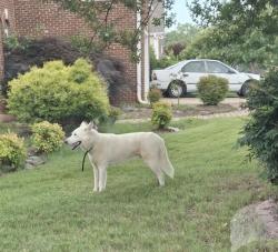 Found/Stray Unknown Dog last seen Four Seasons Farm Neighborhood, Roebuck, SC 29376