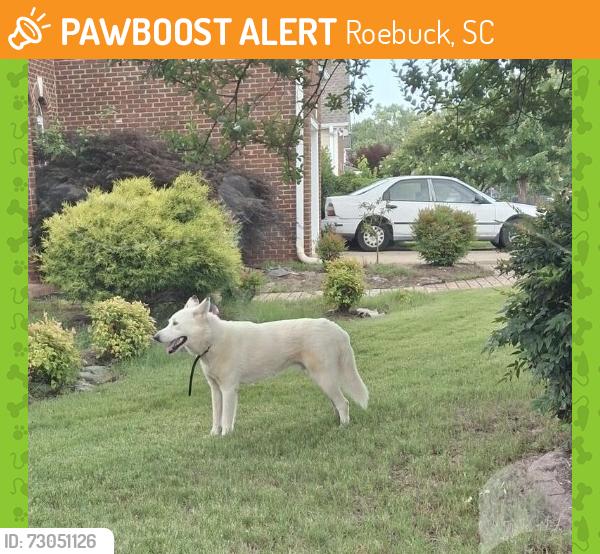 Found/Stray Unknown Dog last seen Four Seasons Farm Neighborhood, Roebuck, SC 29376