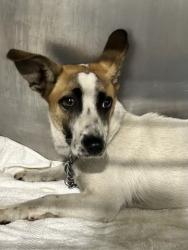 Shelter Stray Female Dog last seen Near BLOCK FERGUSON AVE, BAKERSFIELD CA 93308, 3951 Fruitvale Ave, Bakersfield, CA 93308, USA