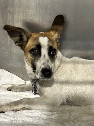 Shelter Stray Female Dog last seen Near BLOCK FERGUSON AVE, BAKERSFIELD CA 93308, 3951 Fruitvale Ave, Bakersfield, CA 93308, USA