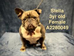 Shelter Stray Female Dog last seen , West Valley Animal Shelter, 20655 Plummer St, Chatsworth, CA 91311, USA