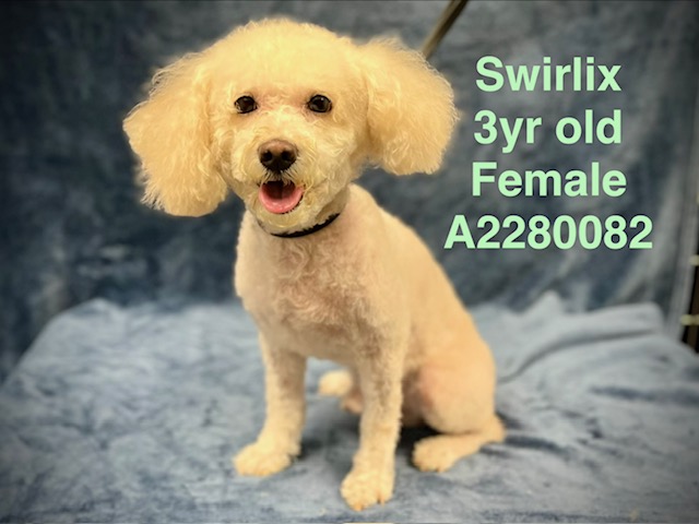 Shelter Stray Male Dog last seen , West Valley Animal Shelter, 20655 Plummer St, Chatsworth, CA 91311, USA