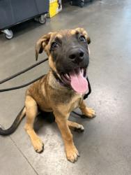 Shelter Stray Female Dog last seen , West Valley Animal Shelter, 20655 Plummer St, Chatsworth, CA 91311, USA