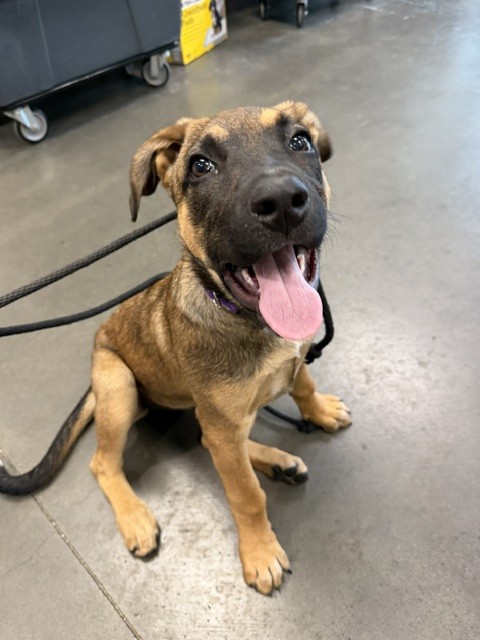 Shelter Stray Female Dog last seen , West Valley Animal Shelter, 20655 Plummer St, Chatsworth, CA 91311, USA