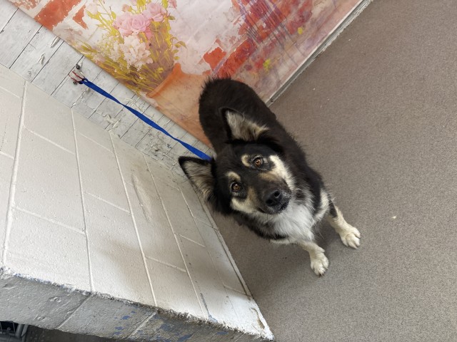 Shelter Stray Female Dog last seen Near KENDALL X LITTLE MOUNTAIN, 333 Chandler Pl, San Bernardino, CA 92408, USA