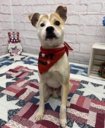 Shelter Stray Male Dog last seen Near BLOCK LITTLEFIELD ST, DETROIT, MI 48228, 7401 Chrysler Dr, Detroit, MI 48211, USA