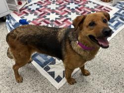 Shelter Stray Female Dog last seen Near BLOCK W WARREN AVE, DETROIT, MI 48210, 7401 Chrysler Dr, Detroit, MI 48211, USA