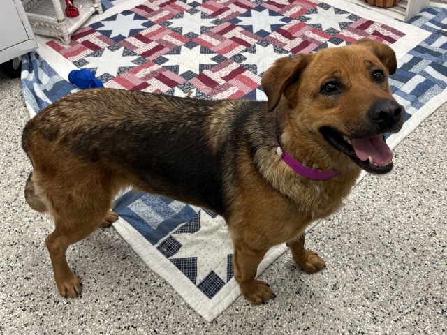 Shelter Stray Female Dog last seen Near BLOCK W WARREN AVE, DETROIT, MI 48210, 7401 Chrysler Dr, Detroit, MI 48211, USA