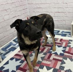 Shelter Stray Male Dog last seen Near BLOCK W WARREN AVE, DETROIT, MI 48210, 7401 Chrysler Dr, Detroit, MI 48211, USA