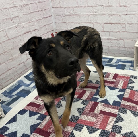Shelter Stray Male Dog last seen Near BLOCK W WARREN AVE, DETROIT, MI 48210, 7401 Chrysler Dr, Detroit, MI 48211, USA