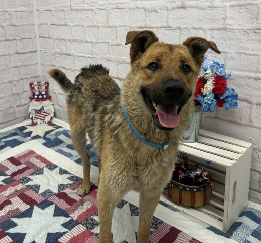 Shelter Stray Male Dog last seen Near BLOCK W WARREN AVE, DETROIT, MI 48210, 7401 Chrysler Dr, Detroit, MI 48211, USA