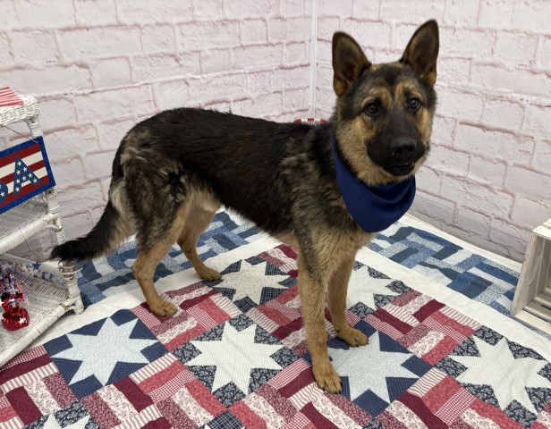 Shelter Stray Male Dog last seen Near BLOCK W WARREN AVE, DETROIT, MI 48210, 7401 Chrysler Dr, Detroit, MI 48211, USA