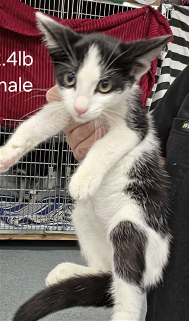Shelter Stray Male Cat last seen , 201 S Mt Vernon Ave, Bakersfield, CA 93307, USA