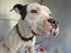 Shelter Stray Male Dog last seen Near BLOCK KENTUCKY ST, DETROIT, MI 48204, 7401 Chrysler Dr, Detroit, MI 48211, USA