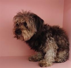 Shelter Stray Female Dog last seen , 1850 W 60th St, Los Angeles, CA 90047, USA