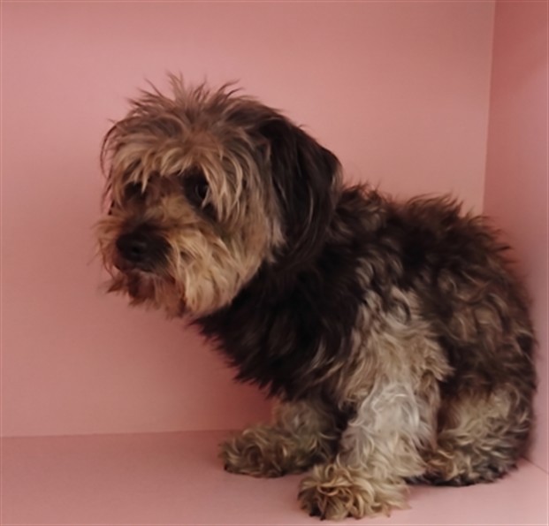 Shelter Stray Female Dog last seen , 1850 W 60th St, Los Angeles, CA 90047, USA