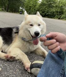 Found/Stray Unknown Dog last seen McFarlan Woods, Cincinnati, OH 45211