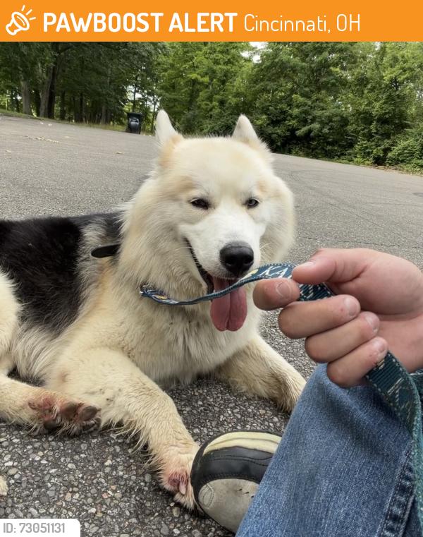 Found/Stray Unknown Dog last seen McFarlan Woods, Cincinnati, OH 45211