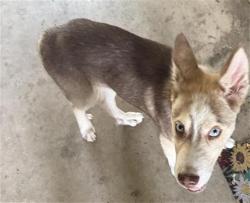 Shelter Stray Male Dog last seen , 4710 TX-151, San Antonio, TX 78227, USA