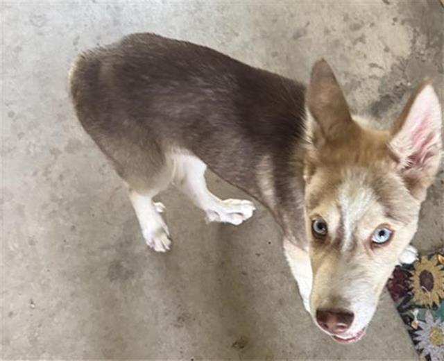 Shelter Stray Male Dog last seen , 4710 TX-151, San Antonio, TX 78227, USA