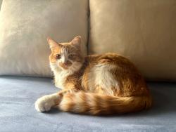 Lost Male Cat last seen 1st Rd W and John Murray, Hamilton, ON L8J