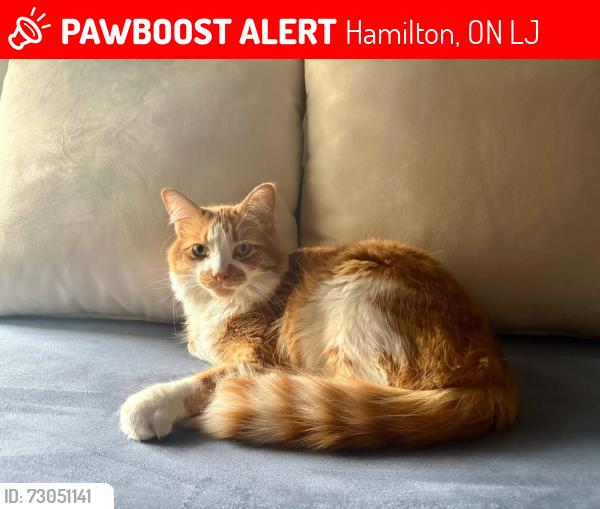 Lost Male Cat last seen 1st Rd W and John Murray, Hamilton, ON L8J