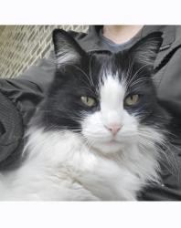 Lost Male Cat last seen Berkshire blvd , Powell, TN 37849