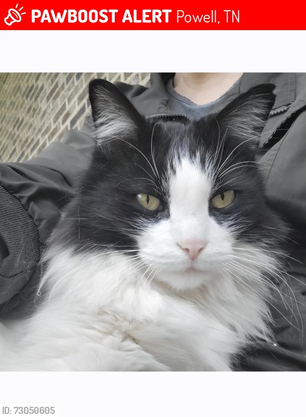 Lost Male Cat last seen Berkshire blvd , Powell, TN 37849