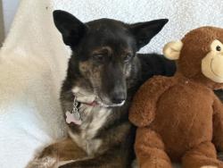 Lost Female Dog last seen Katheryn and San Mateo, Albuquerque, NM 87110