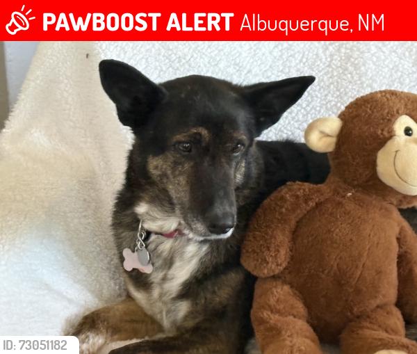 Lost Female Dog last seen Katheryn and San Mateo, Albuquerque, NM 87110