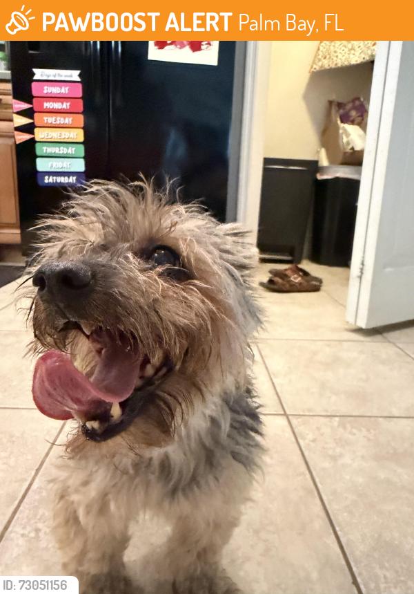 Found/Stray Male Dog last seen Emerald Road near Coply Street, Palm Bay, FL 32909