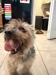 Found/Stray Male Dog last seen Emerald Road near Coply Street, Palm Bay, FL 32909