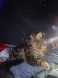 Lost Female Cat last seen Near MLK JR WAY TACOMA WA 98405, Tacoma, WA 98405