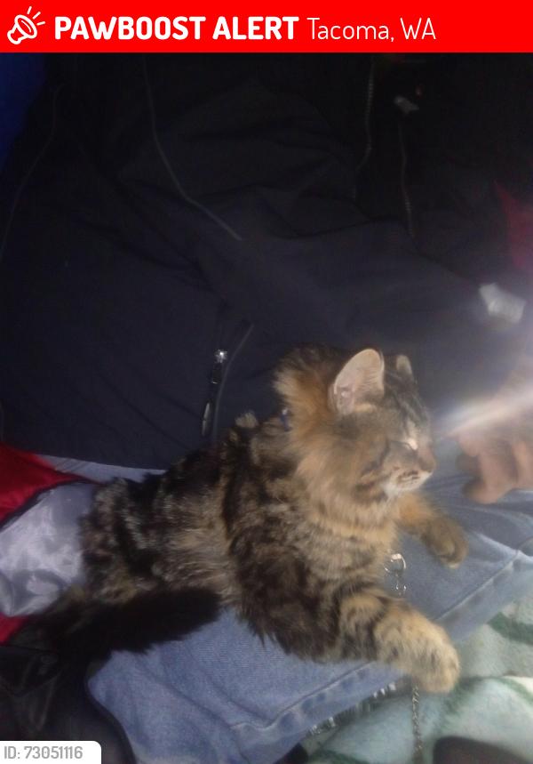 Lost Female Cat last seen Near MLK JR WAY TACOMA WA 98405, Tacoma, WA 98405