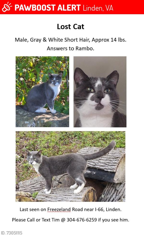 Lost Male Cat last seen Freezeland Road & I-66, Linden, VA 22642