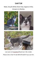 Lost Male Cat last seen Freezeland Road & I-66, Linden, VA 22642