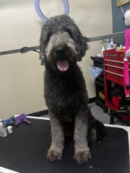 Reunited Male Dog last seen Ruth Vinson Rd in Beaver Dam going down 210, Cape Fear, NC 28382