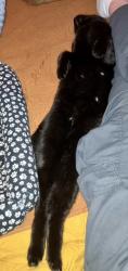 Lost Female Cat last seen Near Asbury Place NW DC 20016, Washington, DC 20016