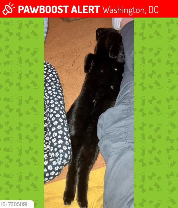 Lost Female Cat last seen Near Asbury Place NW DC 20016, Washington, DC 20016