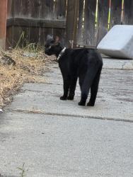 Found/Stray Female Cat last seen Near paseo temporada san diego ca 92129, San Diego, CA 92129