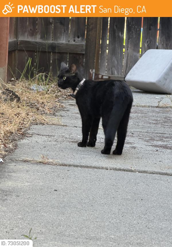 Found/Stray Female Cat last seen Near paseo temporada san diego ca 92129, San Diego, CA 92129