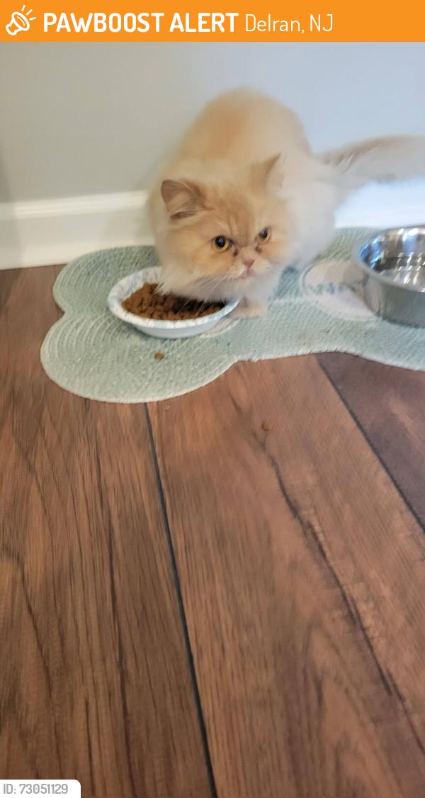 Found/Stray Female Cat last seen Dickens and Southview in Delran, NJ , Delran, NJ 08075