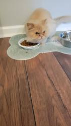 Found/Stray Female Cat last seen Dickens and Southview in Delran, NJ , Delran, NJ 08075