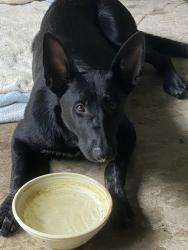 Found/Stray Female Dog last seen Herman Little Park by North Hill ests neighborhood, Spring, TX 77373