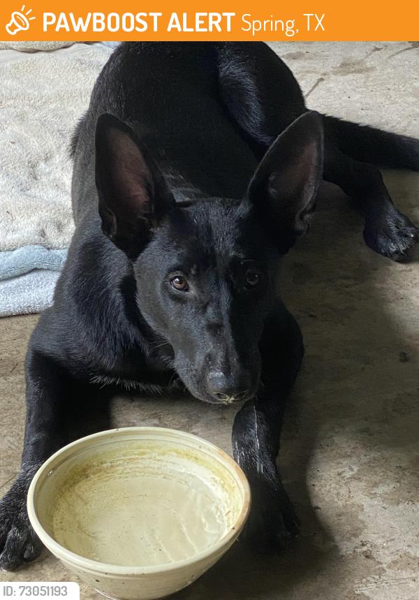 Found/Stray Female Dog last seen Herman Little Park by North Hill ests neighborhood, Spring, TX 77373