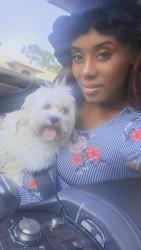 Reunited Male Dog last seen Emerson,Eldron,Walden,Waco, Palm Bay, FL 32909