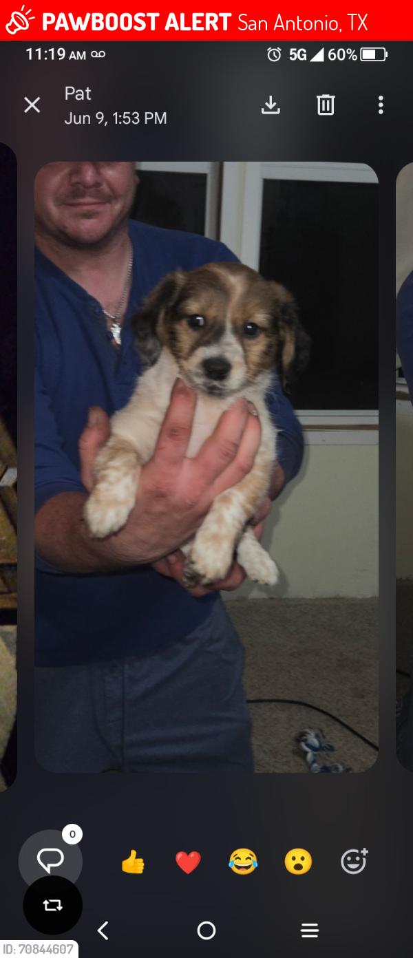 Lost Female Dog last seen La cantera 1604, San Antonio, TX 78248