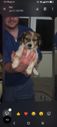 Lost Female Dog last seen La cantera 1604, San Antonio, TX 78248