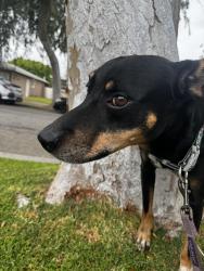 Found/Stray Male Dog last seen Deborah and Radnor, Long Beach, CA 90815