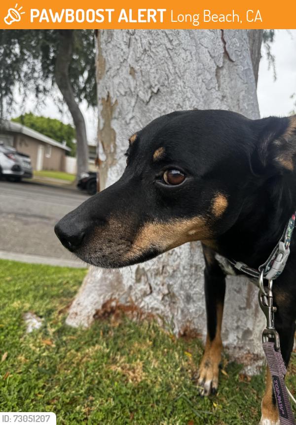 Found/Stray Male Dog last seen Deborah and Radnor, Long Beach, CA 90815